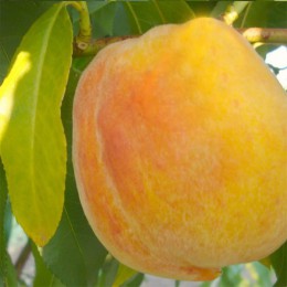 Персик обыкновенный Кролевска
